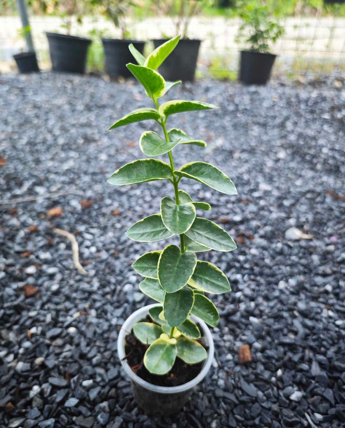 Hoya Cummingiana Albomarginata plant in a pot, showcasing its lush foliage with variegated leaves, ideal for indoor houseplant enthusiasts seeking rare aroid varieties.