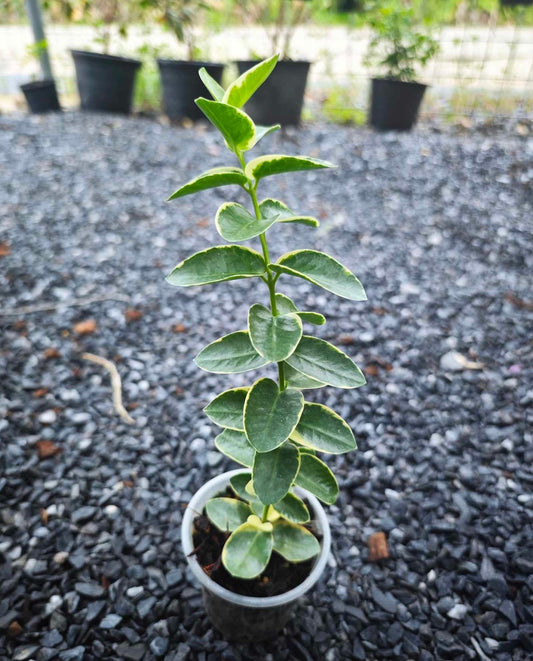 Hoya Cummingiana Albomarginata plant in a pot, showcasing its lush foliage with variegated leaves, ideal for indoor houseplant enthusiasts seeking rare aroid varieties.