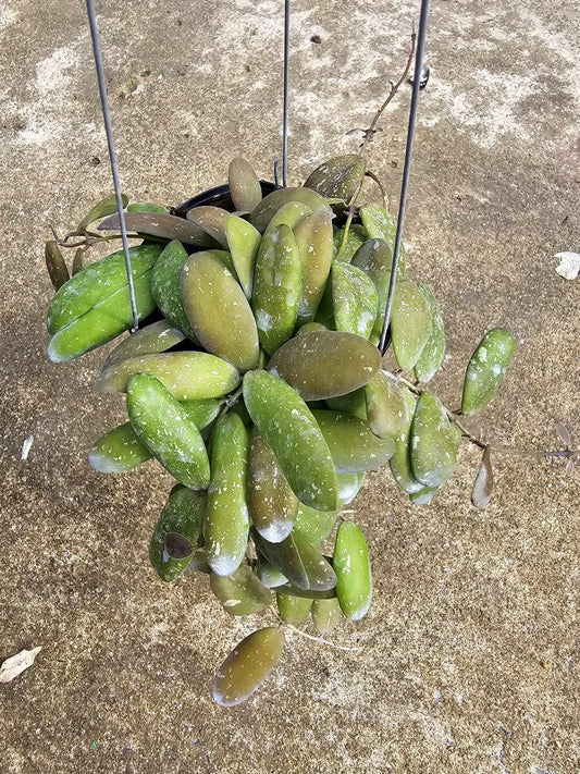 Hoya GPS 7240 plant in a pot, featuring close-up views of its green leaves and structure.