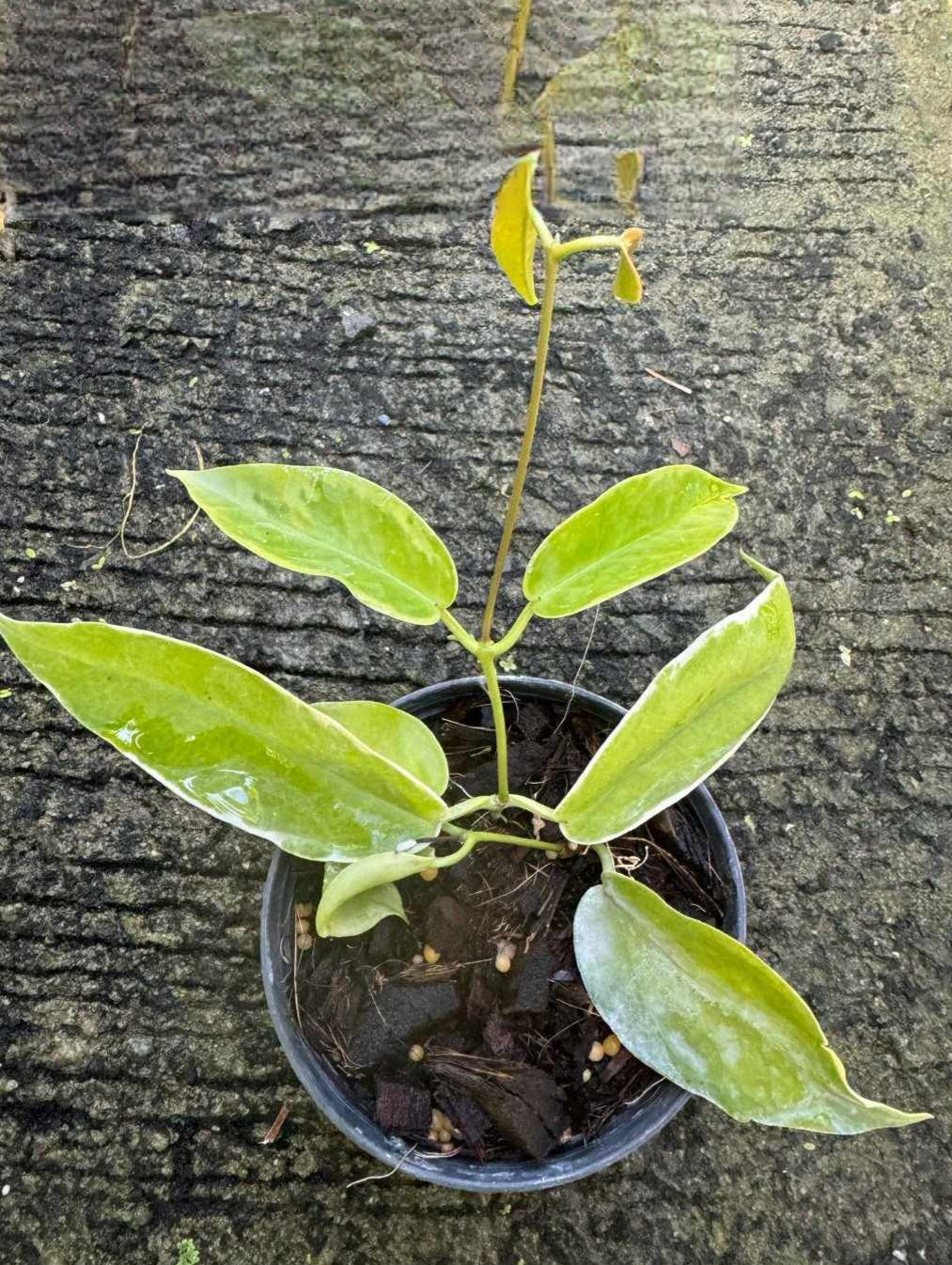Hoya Kenejiana Albomarginata in a flowerpot, showcasing lush green leaves with a close-up of leaf details, representing the size plant available for purchase.