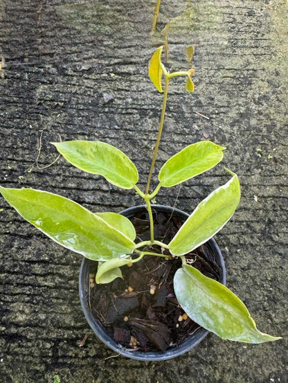 Hoya Kenejiana Albomarginata in a flowerpot, showcasing lush green leaves with a close-up of leaf details, representing the size plant available for purchase.