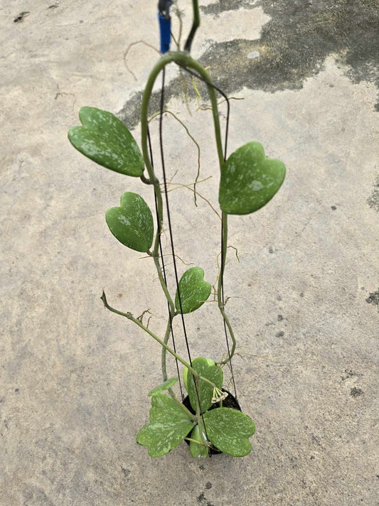 Alt text: Hoya Kerii Splash plant in a pot, featuring heart-shaped leaves with unique splashes. Close-up view highlights leaf details.