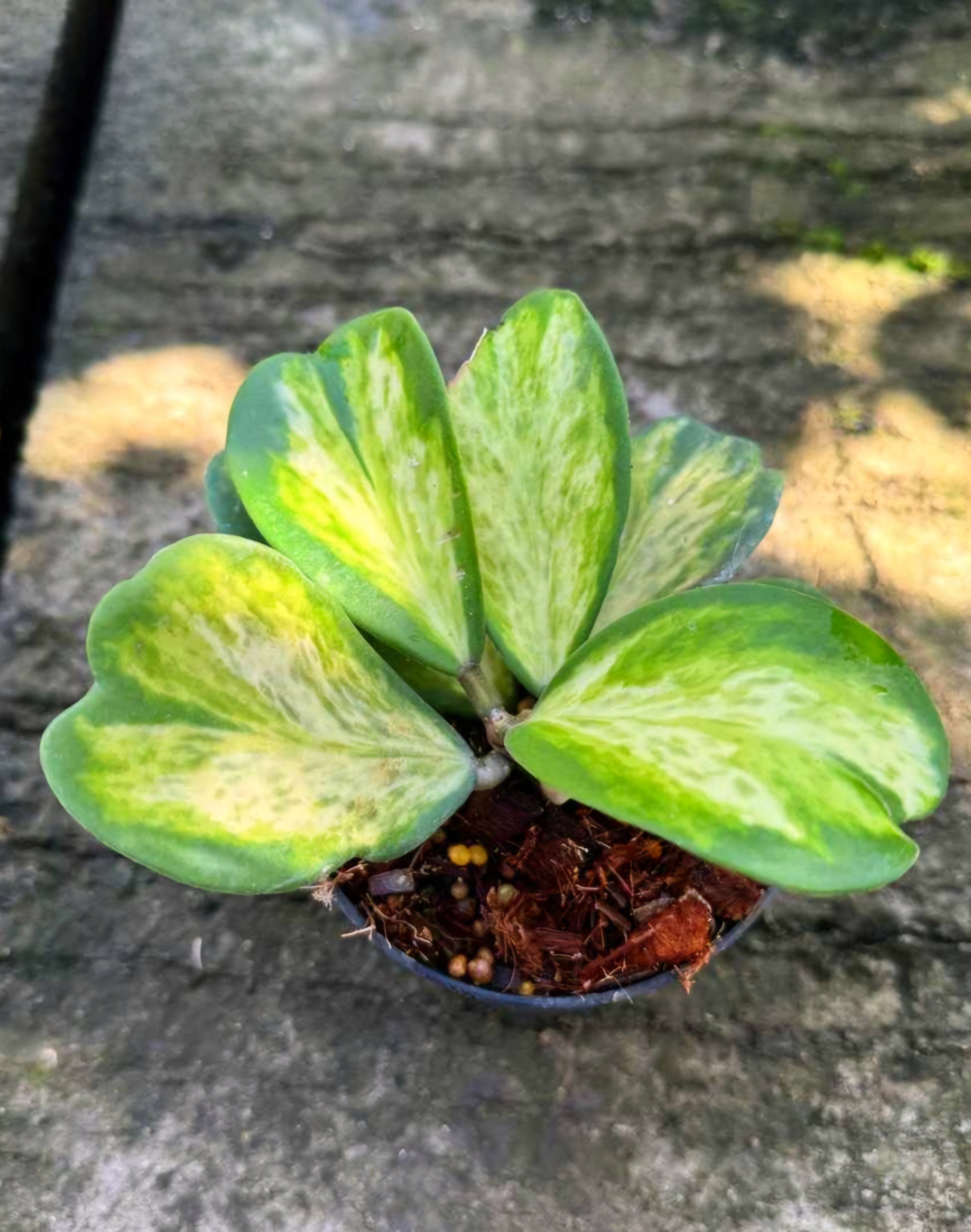 Hoya Kerii Spot Variegated: A green plant with variegated heart-shaped leaves in a pot, ideal as a decorative houseplant.