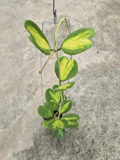 Alt text: Close-up of Hoya Kerii Variegated plant with distinct heart-shaped green and yellow leaves.