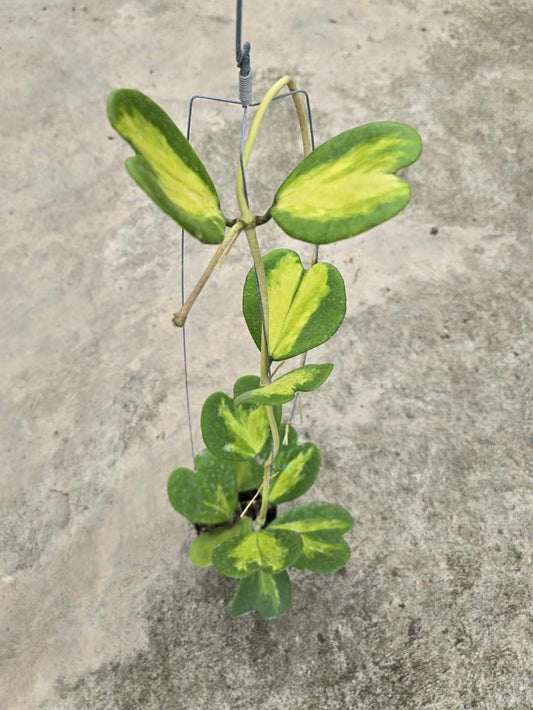 Alt text: Close-up of Hoya Kerii Variegated plant with distinct heart-shaped green and yellow leaves.