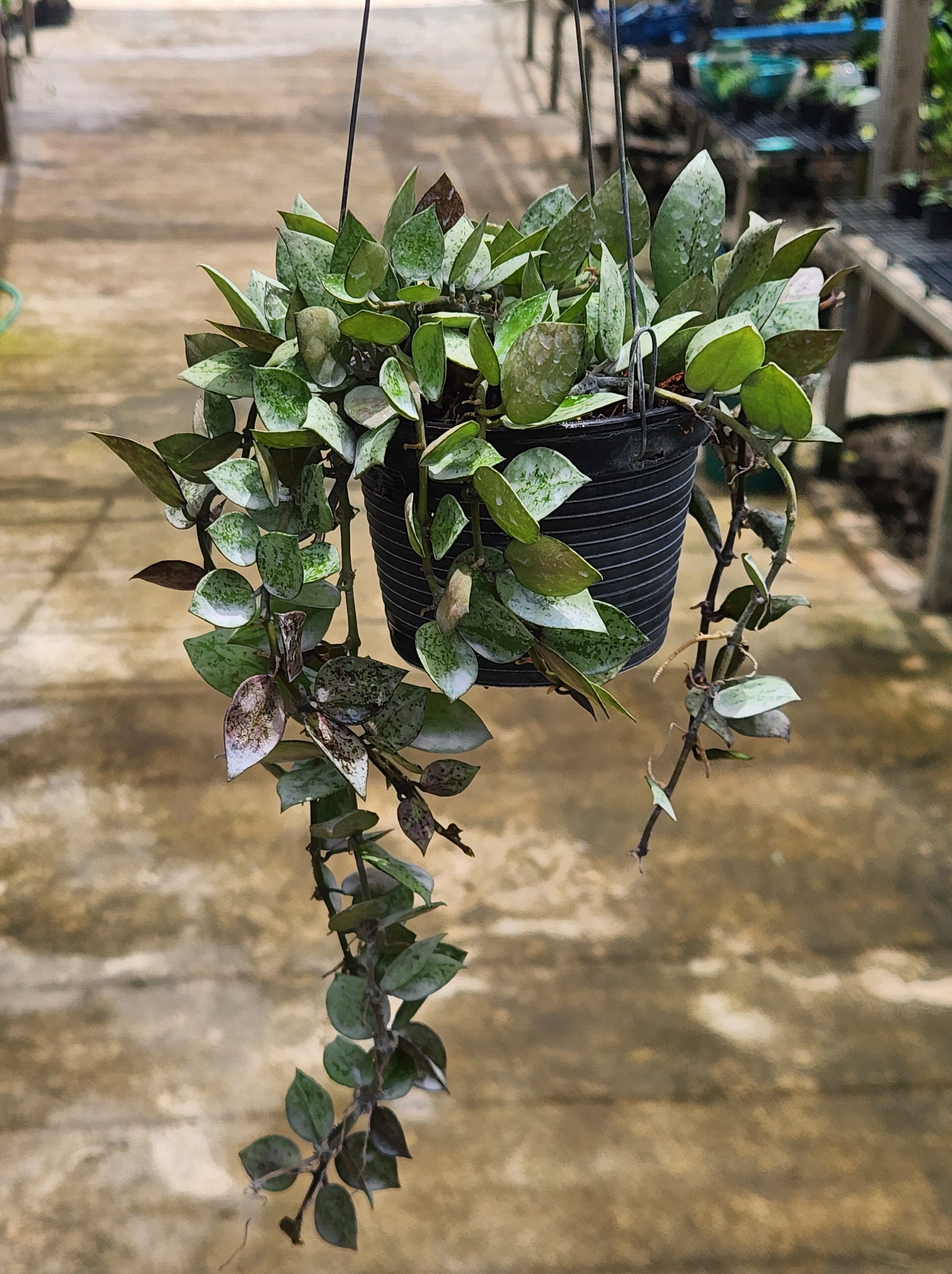 Hoya Krohniana Black Silver plant in a pot, showcasing its lush foliage and compact growth, ideal as a houseplant.