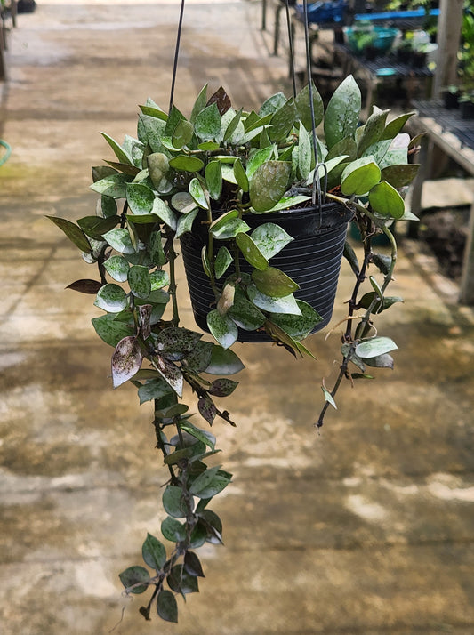 Hoya Krohniana Black Silver plant in a pot, showcasing its lush foliage and compact growth, ideal as a houseplant.