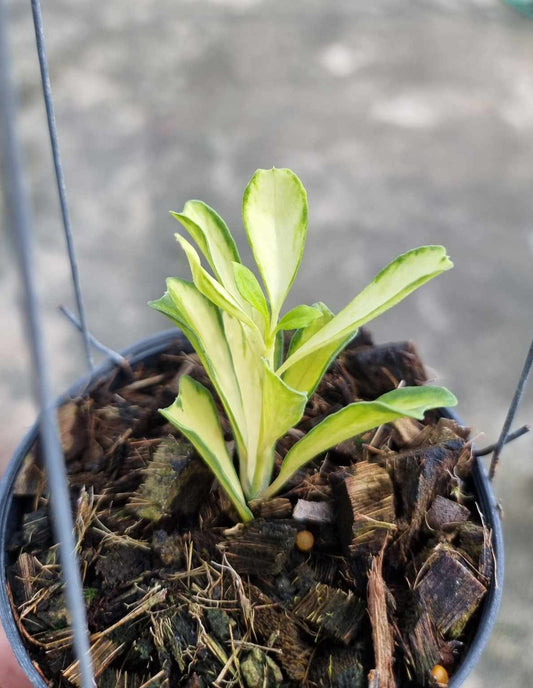 Alt text: Hoya Manipurensis Variegated plant growing in a pot, showcasing its green and white variegated leaves.