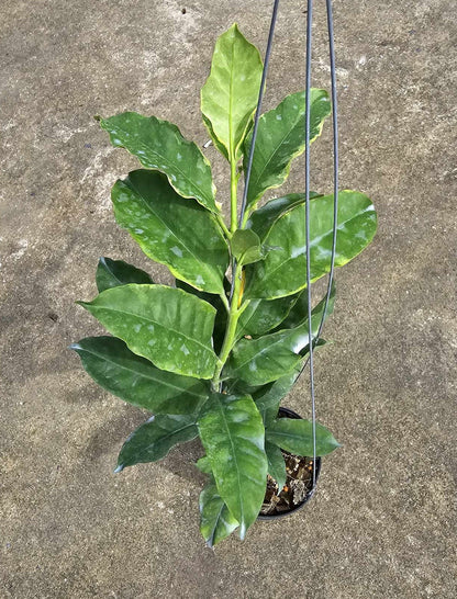 Hoya Multiflora Albomarginata in a pot, showcasing green leaves with detailed close-ups of foliage.