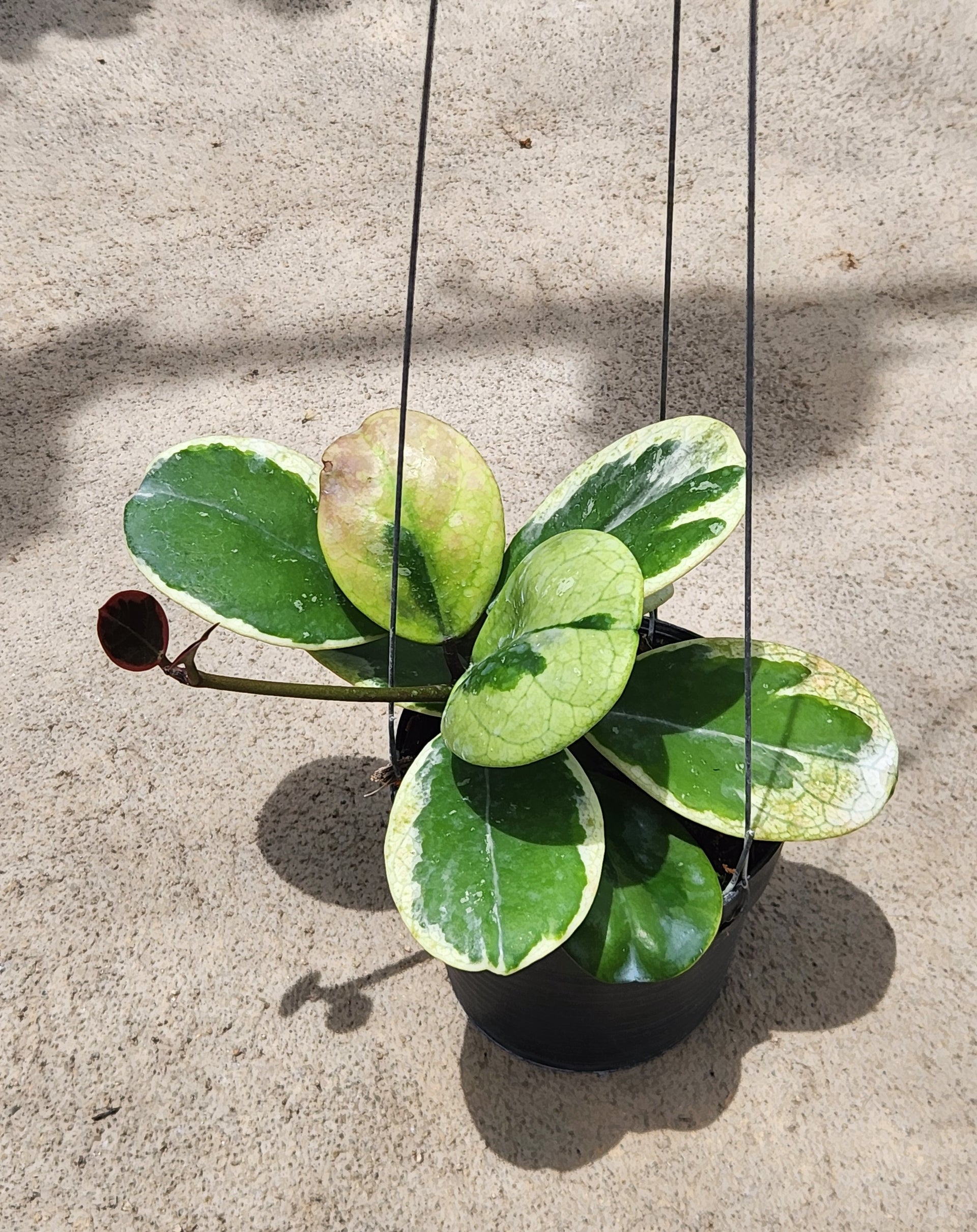 Hoya Obovata Albomarginata – TerraFlora Global