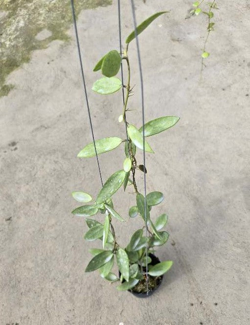 Alt text: Close-up of a Hoya Silver Lady plant with a string supporting its growth.