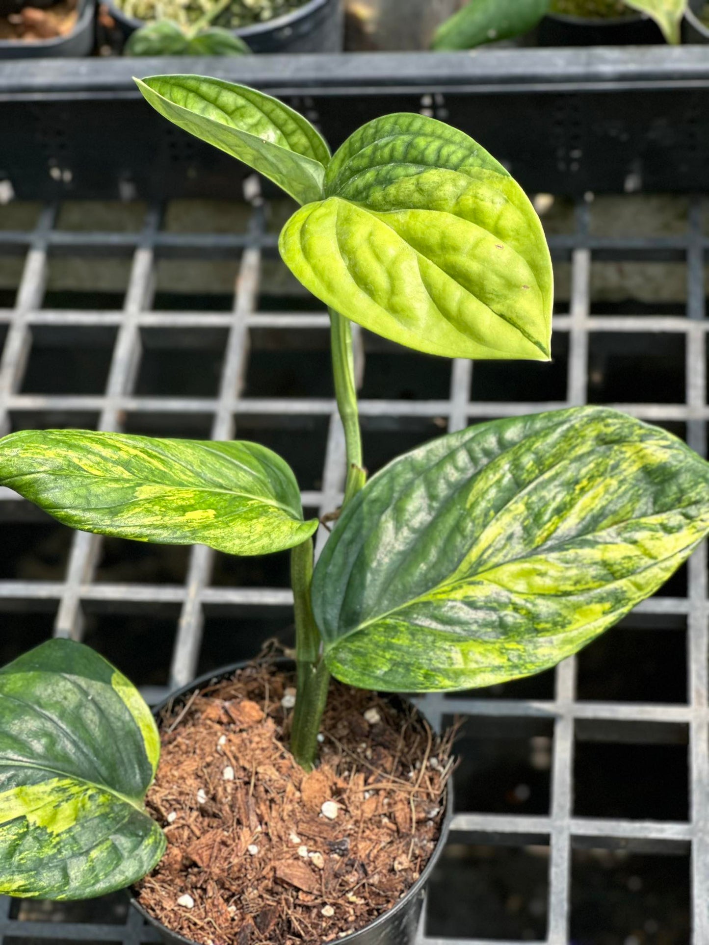 monstera sp peru Monstera Peru Variegated – TerraFlora Global