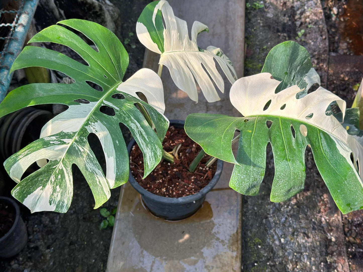 Monstera Borsigiana Albo Variegated in a pot, showcasing its distinctive fenestrated leaves. Ideal for indoor or outdoor decor, suitable for plant enthusiasts.