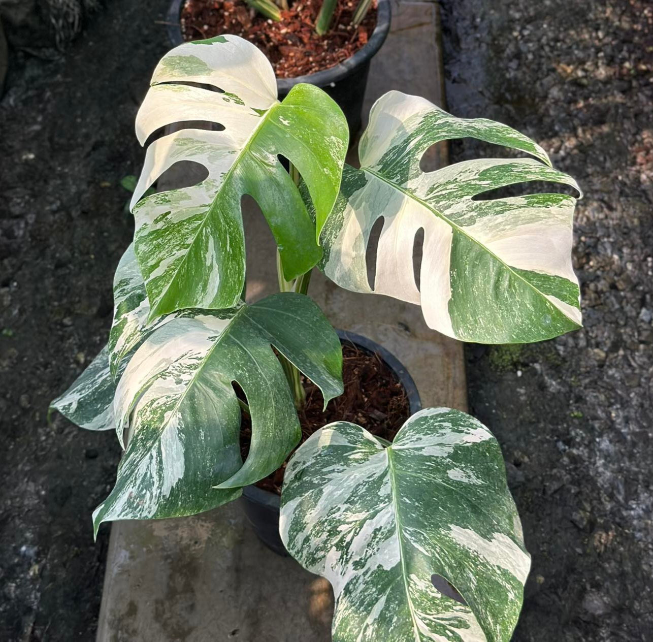 Monstera Borsigiana Albo Variegated in a pot, showcasing close-up views of its iconic, fenestrated leaves. Ideal for both indoor and outdoor spaces.
