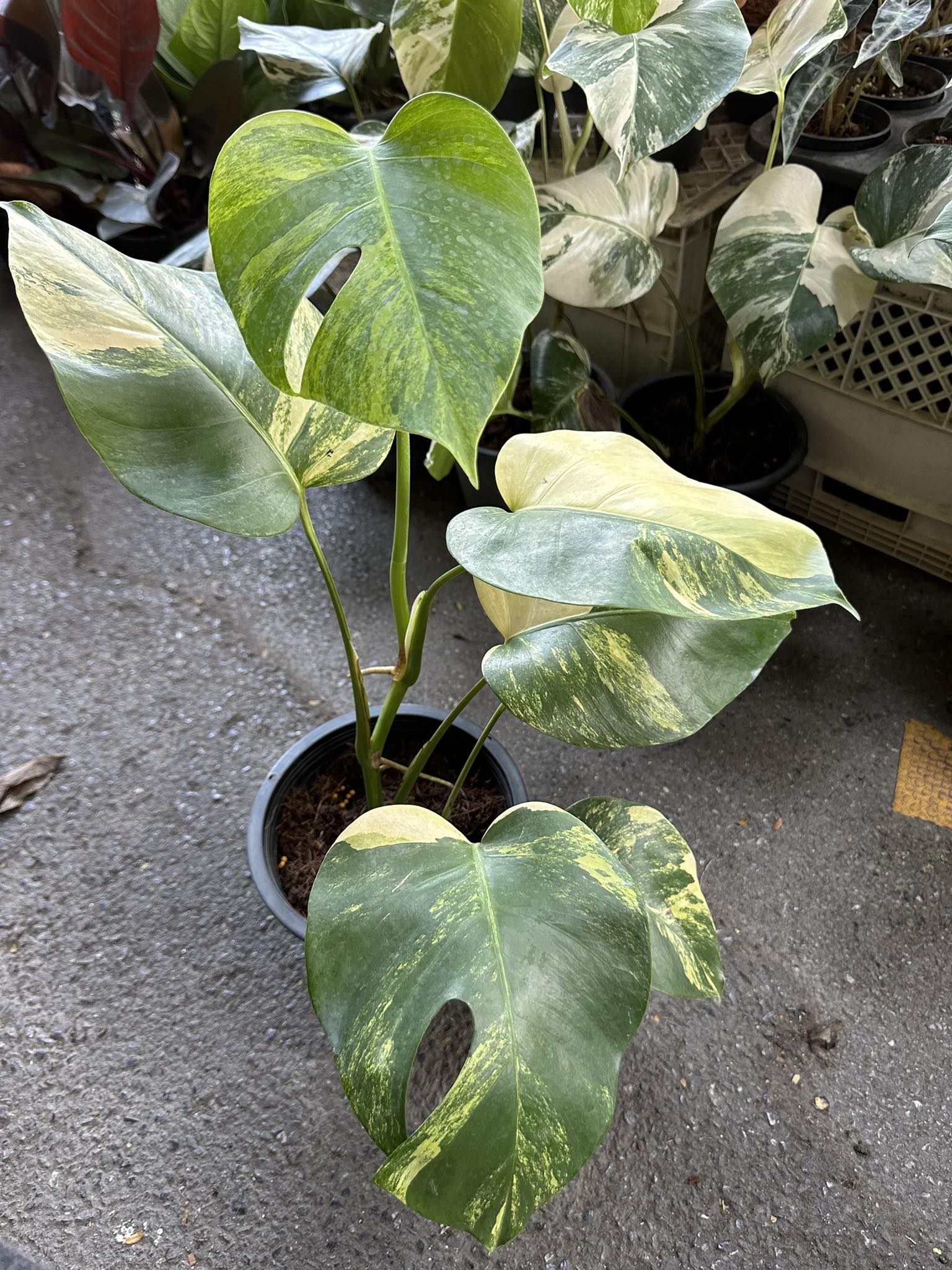 A Monstera Borsigiana Aurea Variegated plant in a pot, showcasing large, fenestrated leaves, ideal for indoor and outdoor decor.