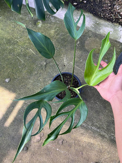 monstera flame Monstera Burle Marx Flame – TerraFlora Global