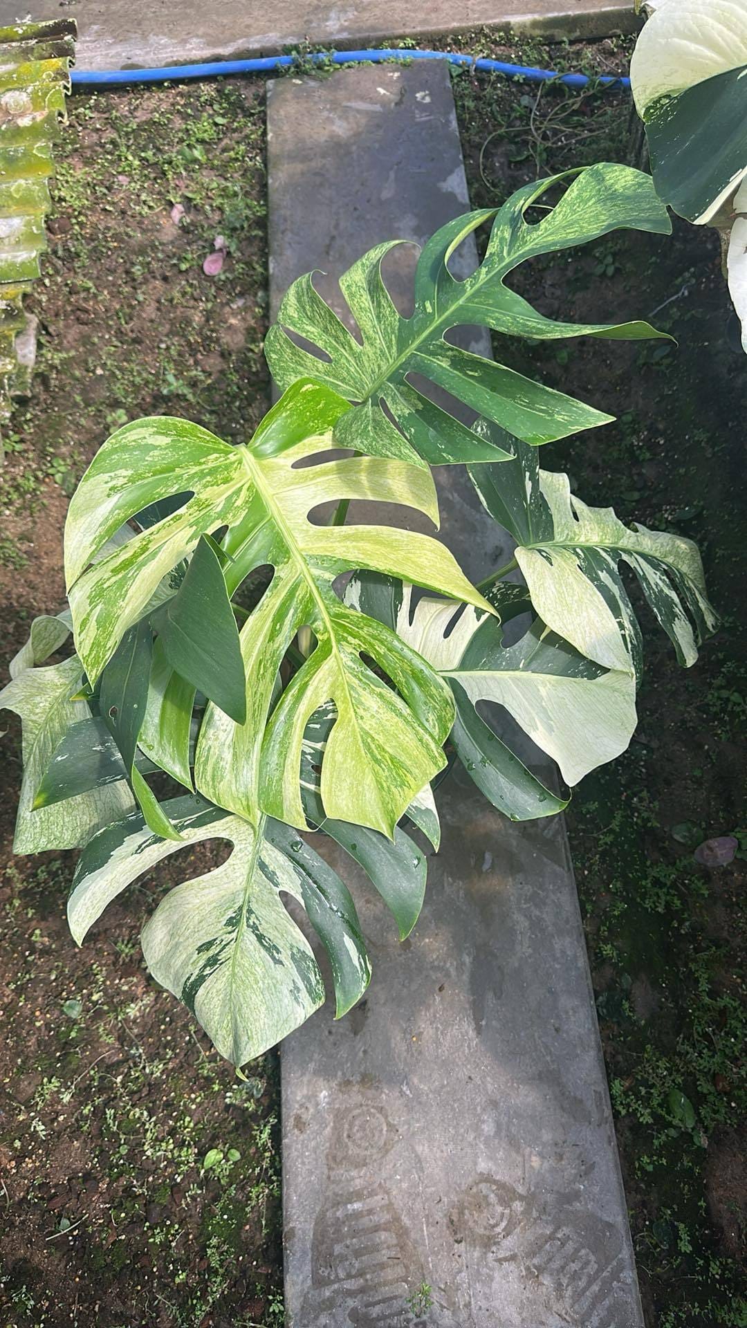 Monstera Jungle Mint with mint-green and white marbled leaves, showcasing deep fenestrations, originating from Barry Schwartz's rare specimen.