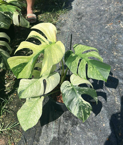 Monstera Jungle Mint plant with variegated mint-green and white marbled leaves, featuring soft hues and deep fenestrations, highlighting its rare and distinctive appearance.