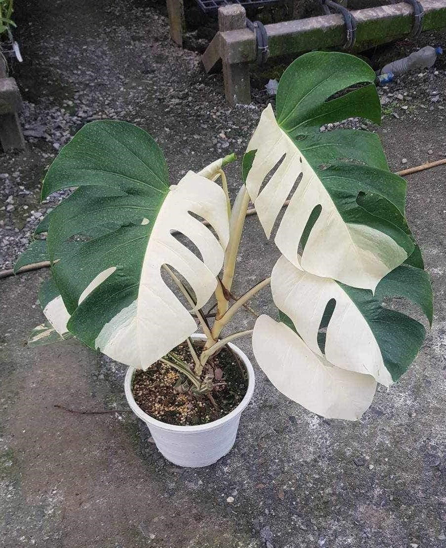 Monstera Borsigiana Albo Variegated plant in a pot, showcasing large fenestrated leaves with distinct white variegation patterns.