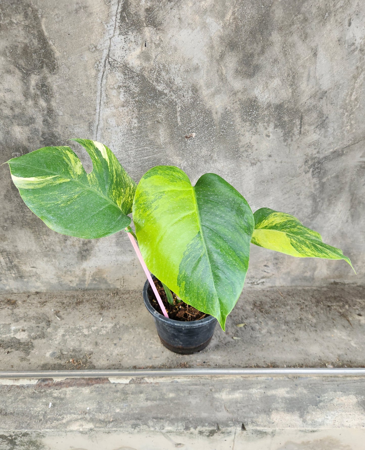 Monstera Borsigiana Aurea Variegated
