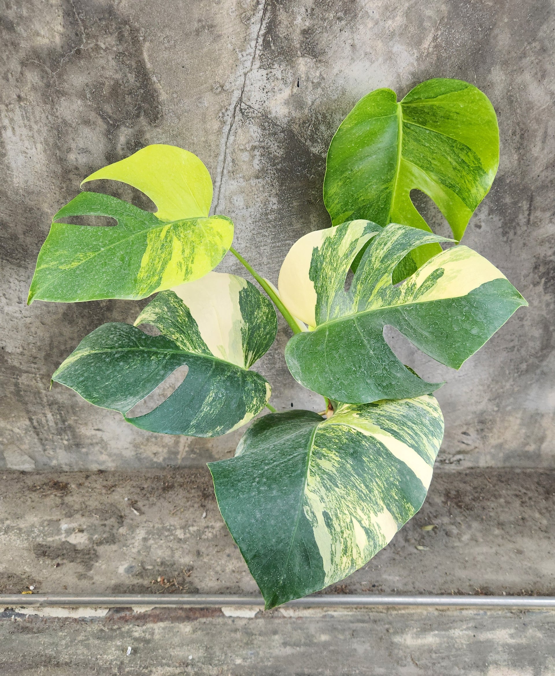 Monstera Borsigiana Aurea Variegated – TerraFlora Global