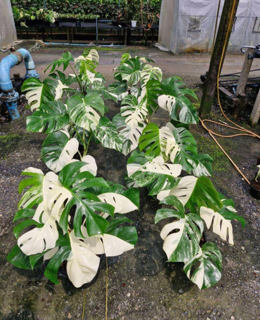 Monstera Borsigiana Albo Variegated