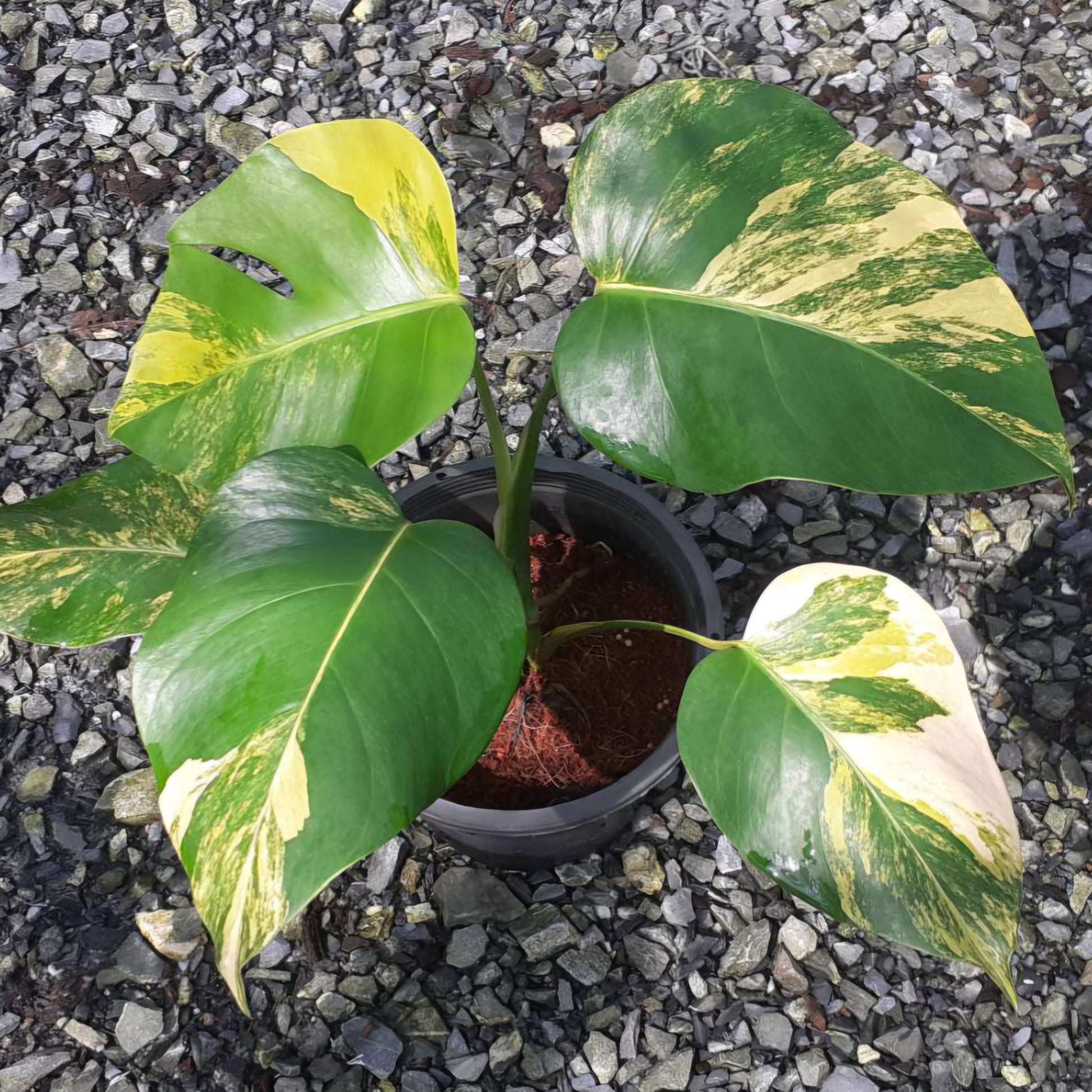 monstera borsigiana aurea Monstera Borsigiana Aurea Variegated – TerraFlora Global