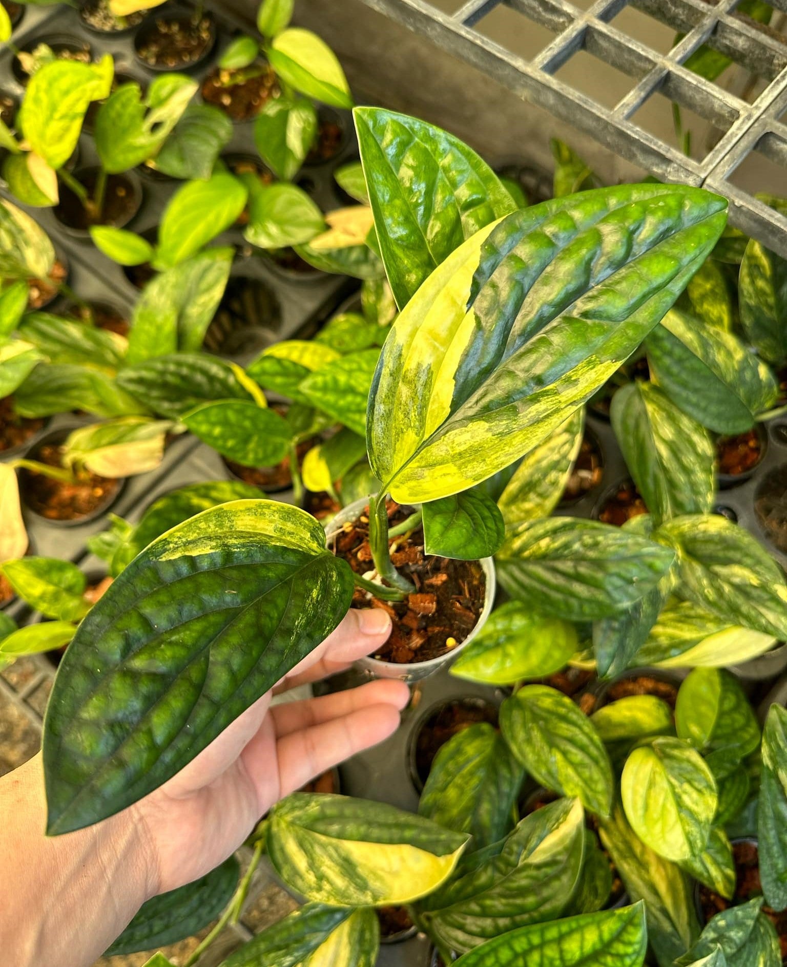 monstera variegated peru Monstera Peru Variegated – TerraFlora Global
