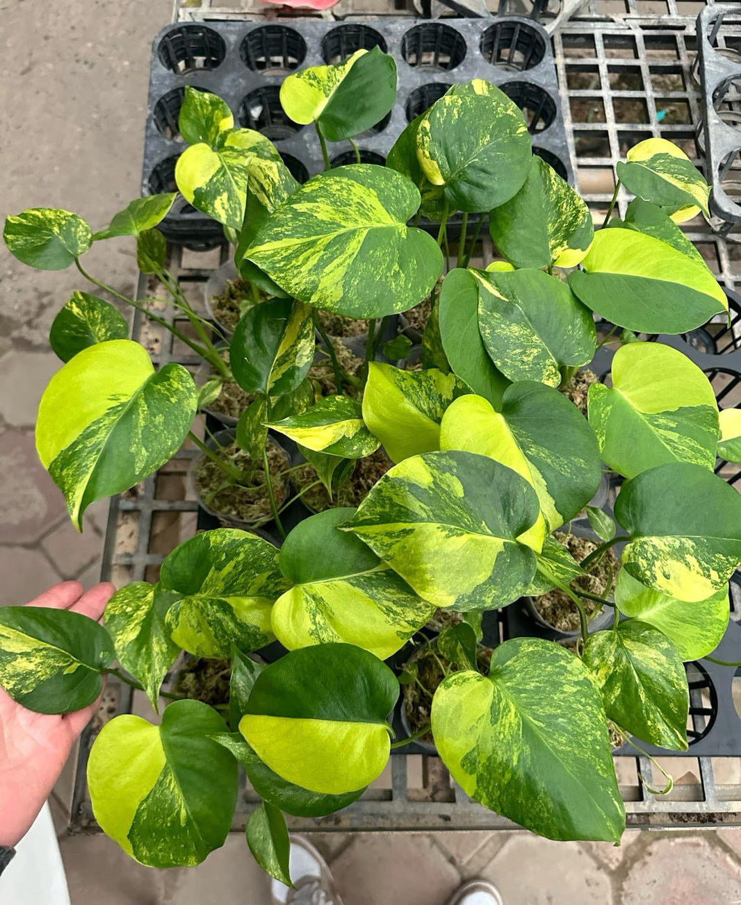 Monstera – TerraFlora Global