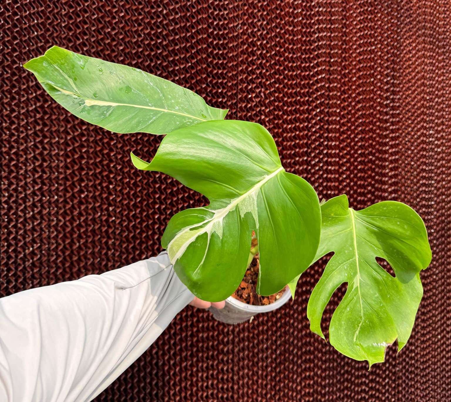 monstera deliciosa white lava Monstera Deliciosa White Lava – TerraFlora Global