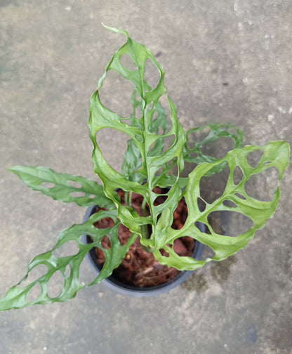 Monstera Obliqua in a pot, featuring distinct leaves with holes, ideal for rare, variegated aroid collections.