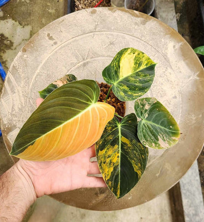 philodendron leaves turning orange Philodendron Melanochrysum Orange Variegated – TerraFlora Global