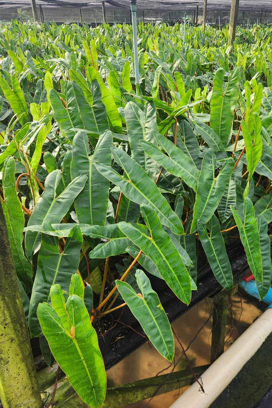 Close-up of a Philodendron Billietiae, showcasing its lush green leaves and tropical foliage. Ideal for indoor spaces with indirect sunlight.