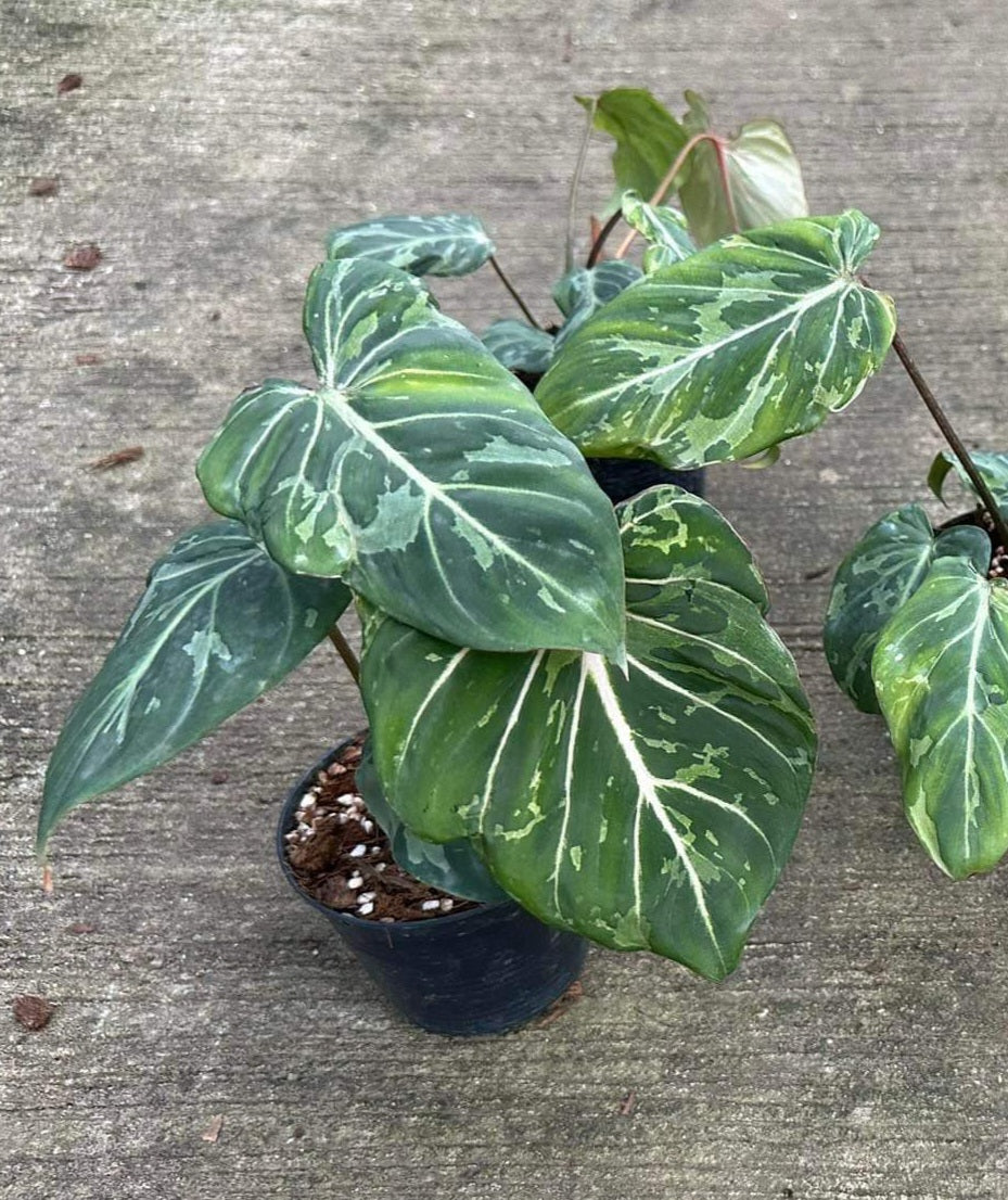 A Philodendron Gloriosum Mutation Snow Leopard in a pot, showcasing its lush, veined green leaves on a concrete surface.