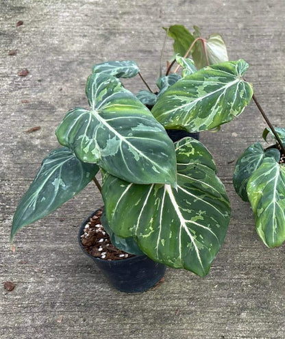 A Philodendron Gloriosum Mutation Snow Leopard in a pot, showcasing its lush, veined green leaves on a concrete surface.