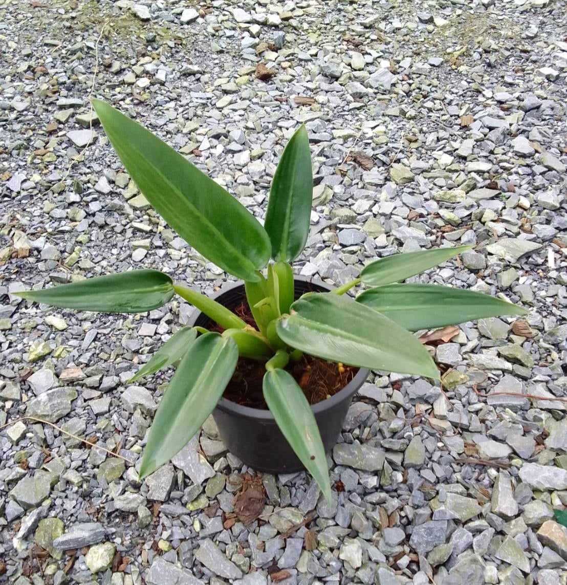 Philodendron Martianum Fatboy in a pot on gravel, showcasing its lush, broad leaves, ideal for adding a tropical touch to indoor spaces.