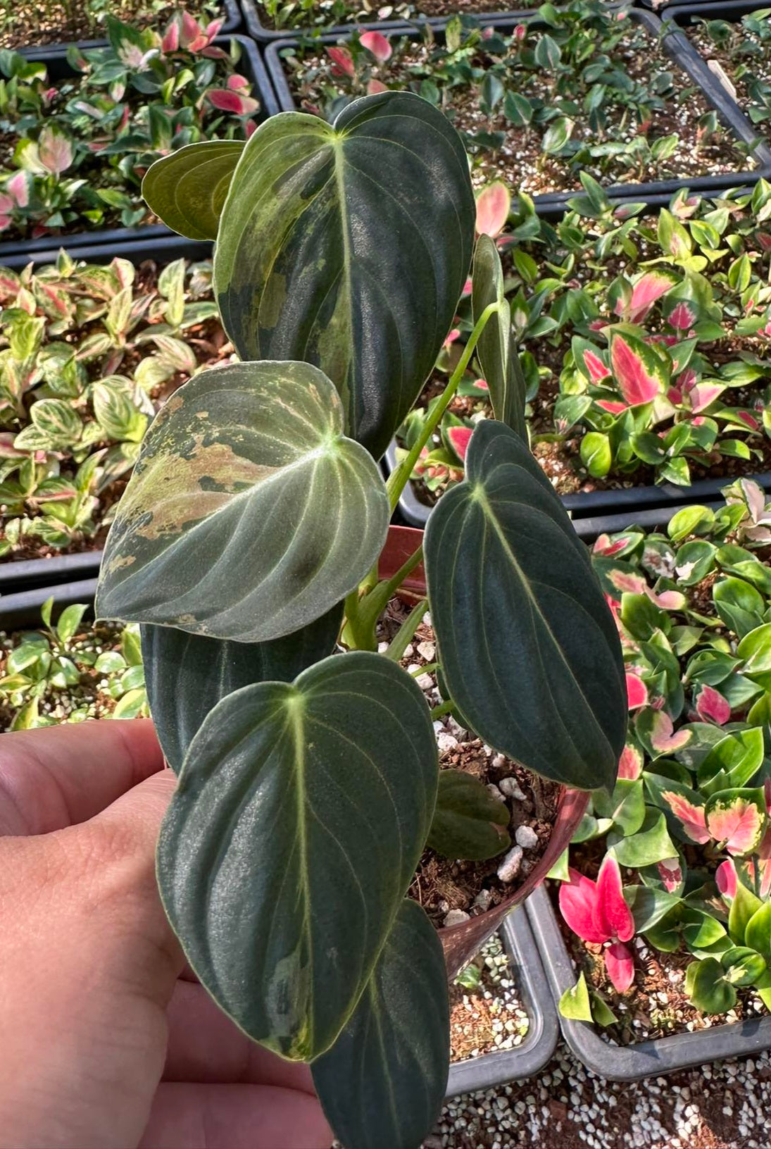 A hand holding a Philodendron Melanochrysum Variegated plant with lush, detailed leaves.
