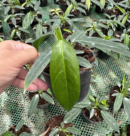 A hand holding a Philodendron Patriciae leaf, showcasing its lush foliage and detailed texture.