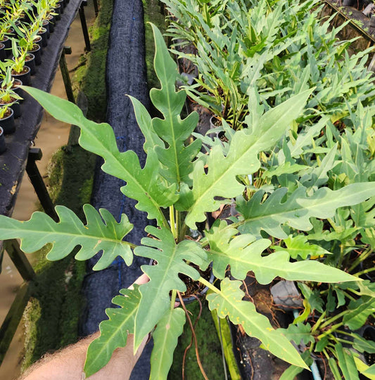 A Philodendron Pinnatifidum plant with lush, deeply lobed leaves, indicative of a healthy, thriving specimen, suitable for both indoor and outdoor environments.