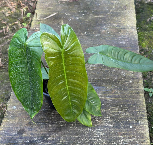 Philodendron Sharoniae in a pot showcasing its lush, green leaves, perfect for adding tropical flair to homes or offices with indirect sunlight.