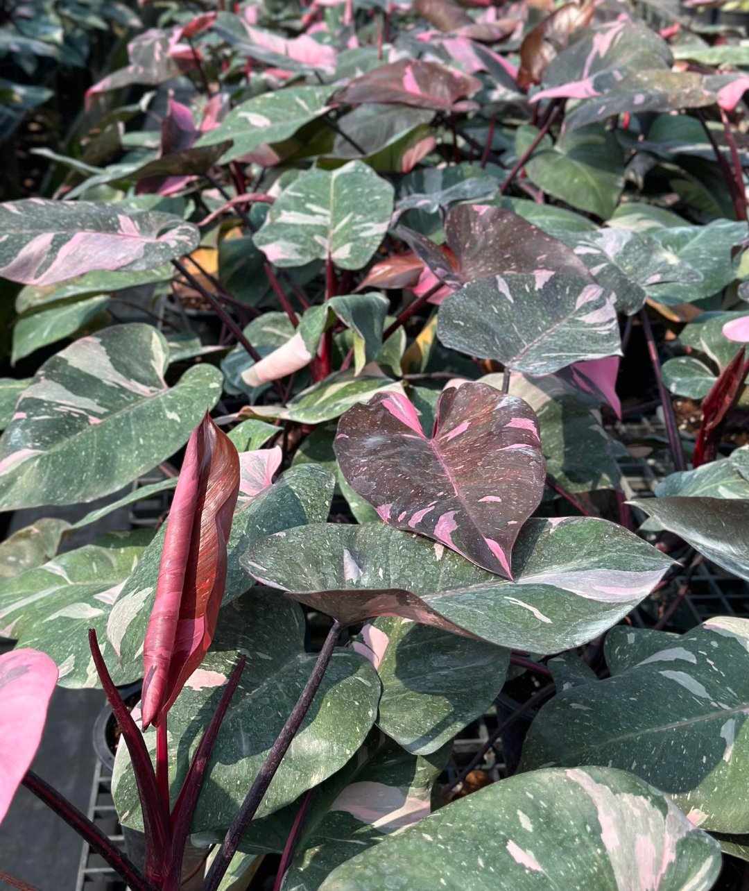 Close-up of Philodendron Thai Pink Marble leaves, showcasing green and pink variegation.