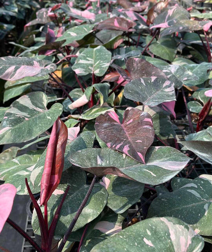 Close-up of Philodendron Thai Pink Marble leaves, showcasing green and pink variegation.
