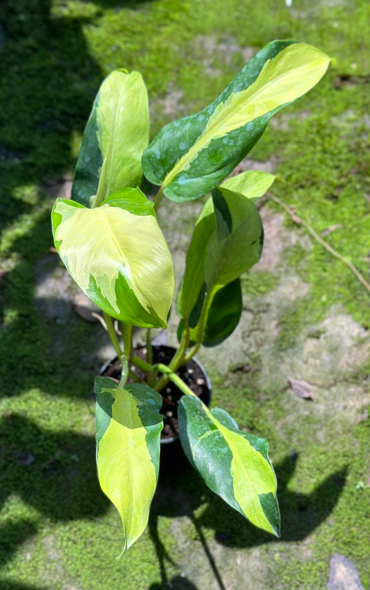 Philodendron Thai Sunrise in a pot, showcasing lush green foliage. Ideal for homes and offices, thrives in indirect sunlight. Representative example of plant size.