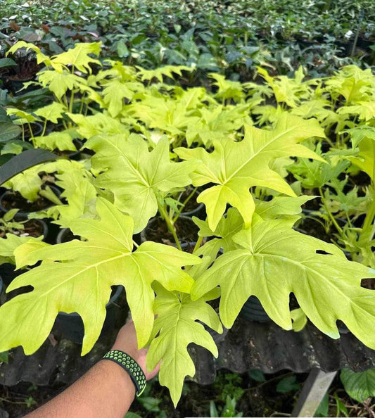 A hand holding a Philodendron Warzweckii Gold plant with lush, distinctively textured leaves.