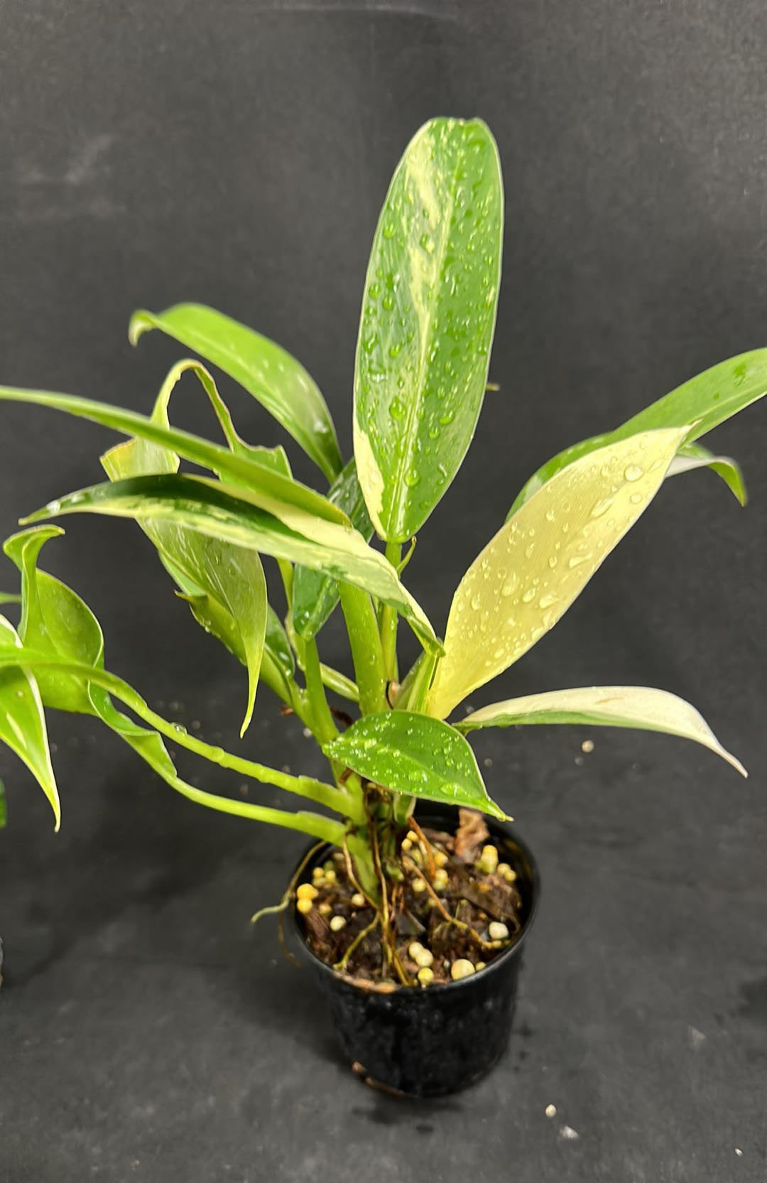 Philodendron Wend Imbe in a pot, showcasing lush, green foliage. Ideal for indoor spaces with indirect sunlight, enhancing any home or office environment.