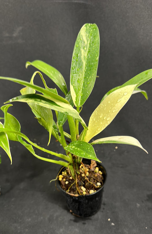 Philodendron Wend Imbe in a pot, showcasing lush, green foliage. Ideal for indoor spaces with indirect sunlight, enhancing any home or office environment.
