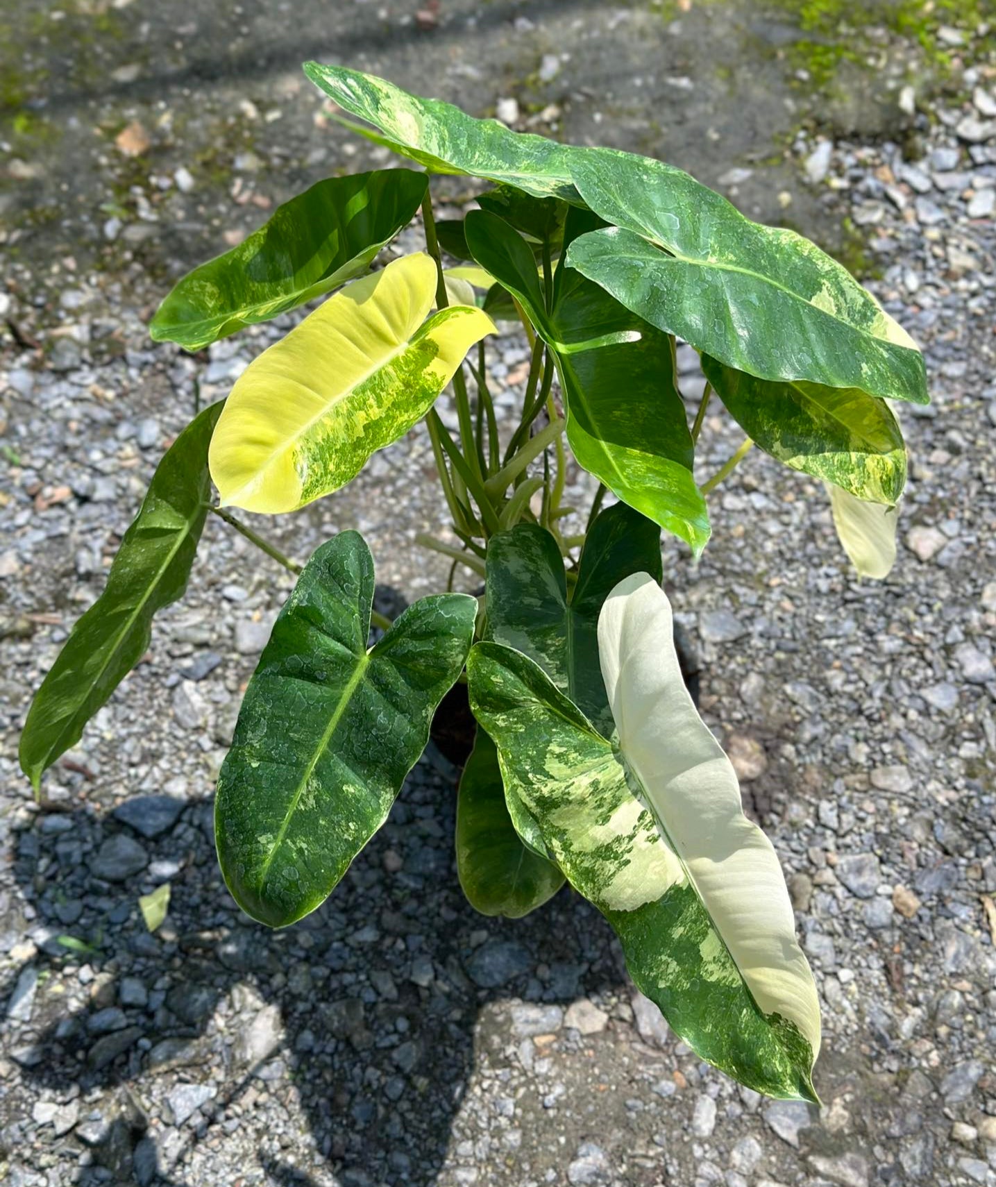 Variegated Philodendron Burle Marx with lush, textured leaves, ideal for indoor spaces with indirect sunlight. Adds tropical flair and thrives in varied lighting conditions.