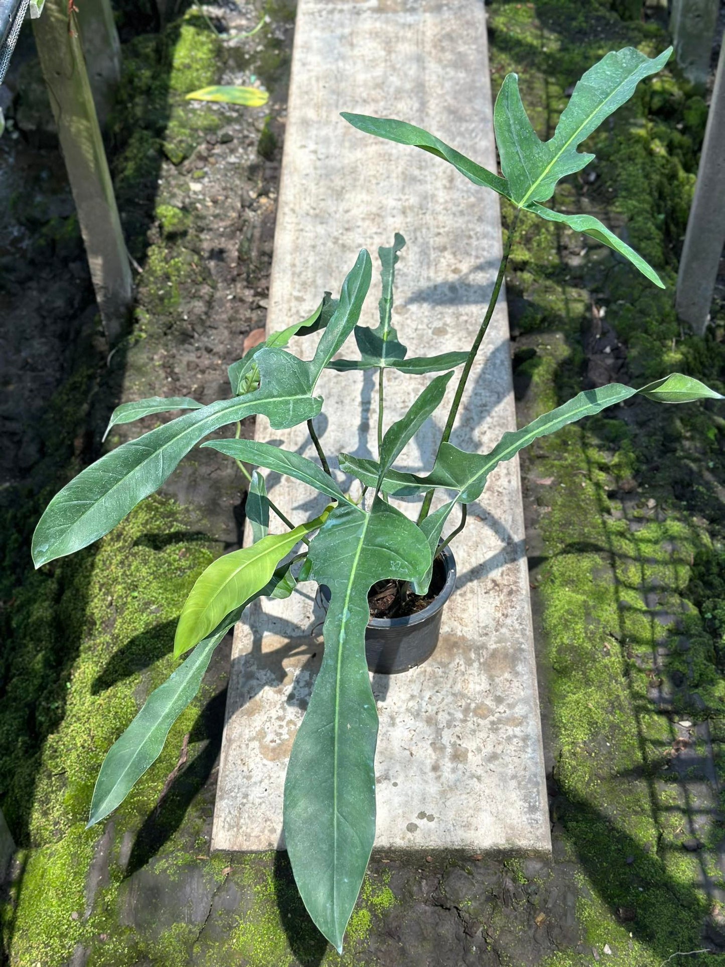 Philodendron Longilobatum in a pot, showcasing lush green foliage, ideal for adding tropical flair to homes or offices with indirect sunlight.