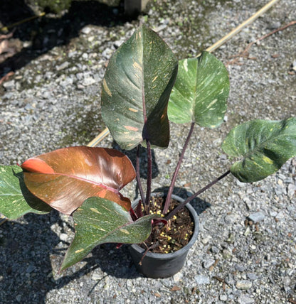 Philodendron Orange Princess in a pot, showcasing lush foliage with various textures and a close-up view of its leaves. Suitable for indoor spaces with indirect sunlight.