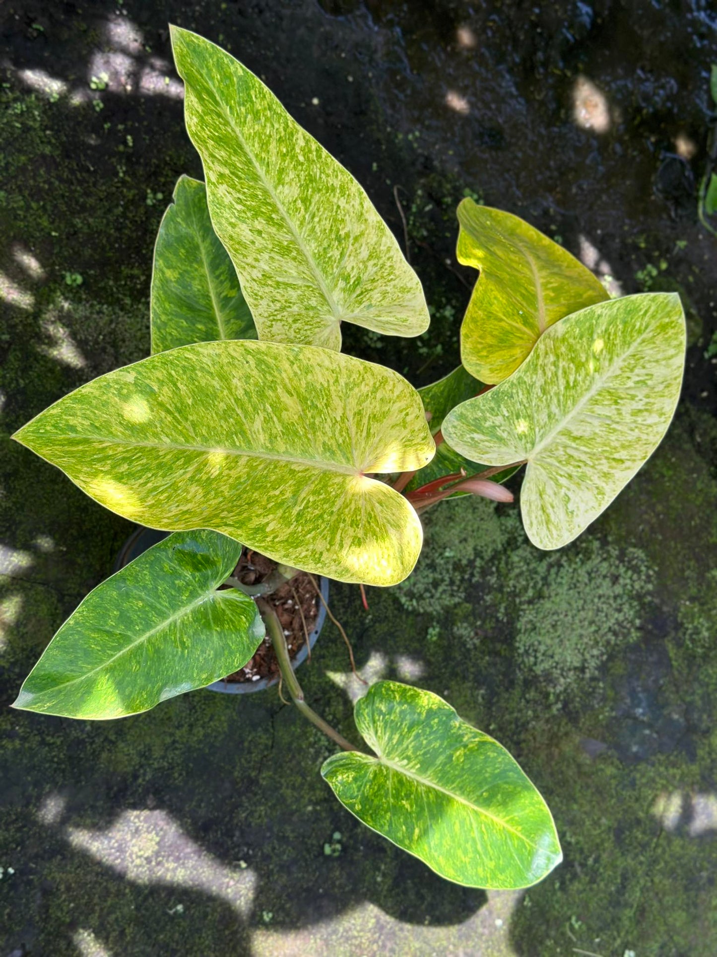 Close-up of a Philodendron Painted Lady, showcasing its distinctive green and yellow leaves.